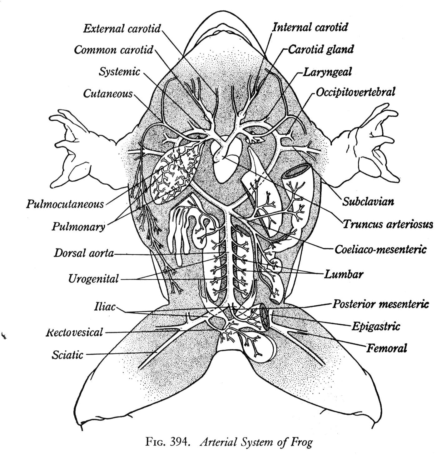 Frog Internal Anatomy Diagram