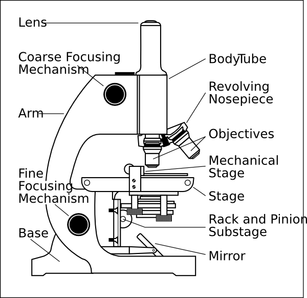 Microscope Parts Labeled Image