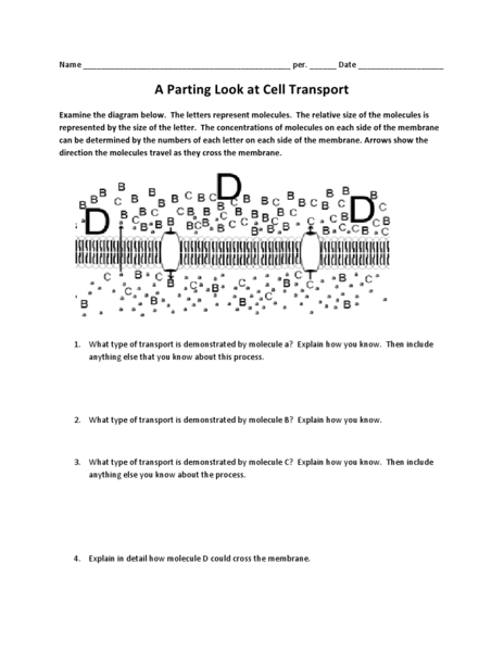 Cell Transport Worksheet Answers Image