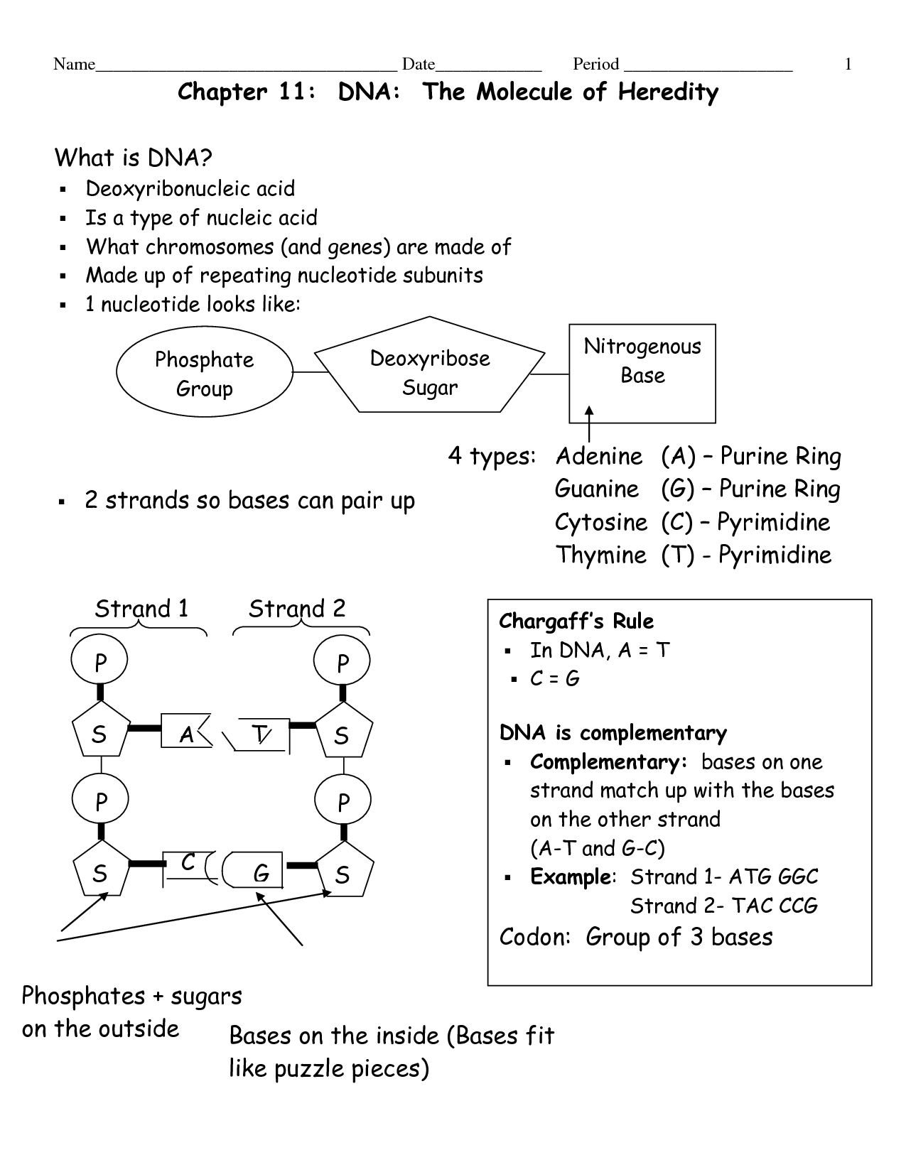 DNA the Molecule of Heredity Worksheet Answer Key Image