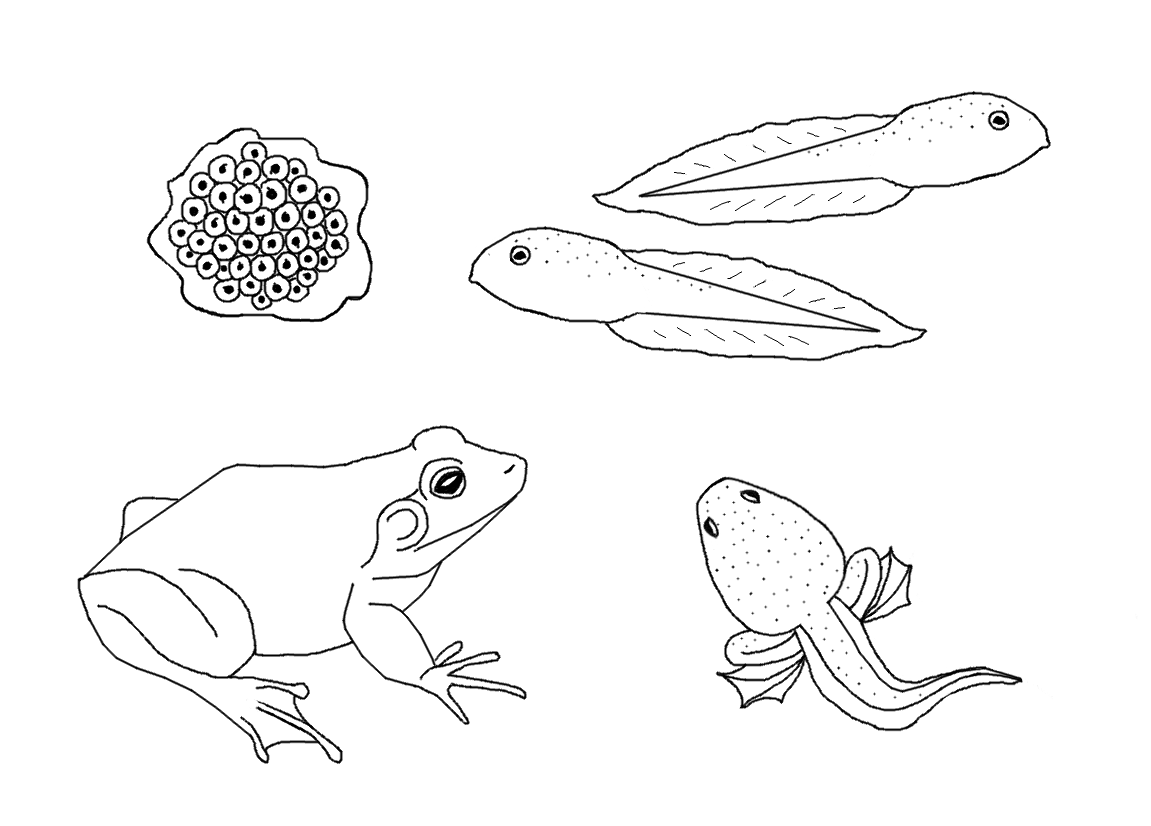 Frog Life Cycle Coloring Image