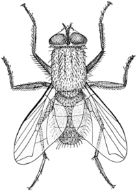 House Fly Anatomy Image