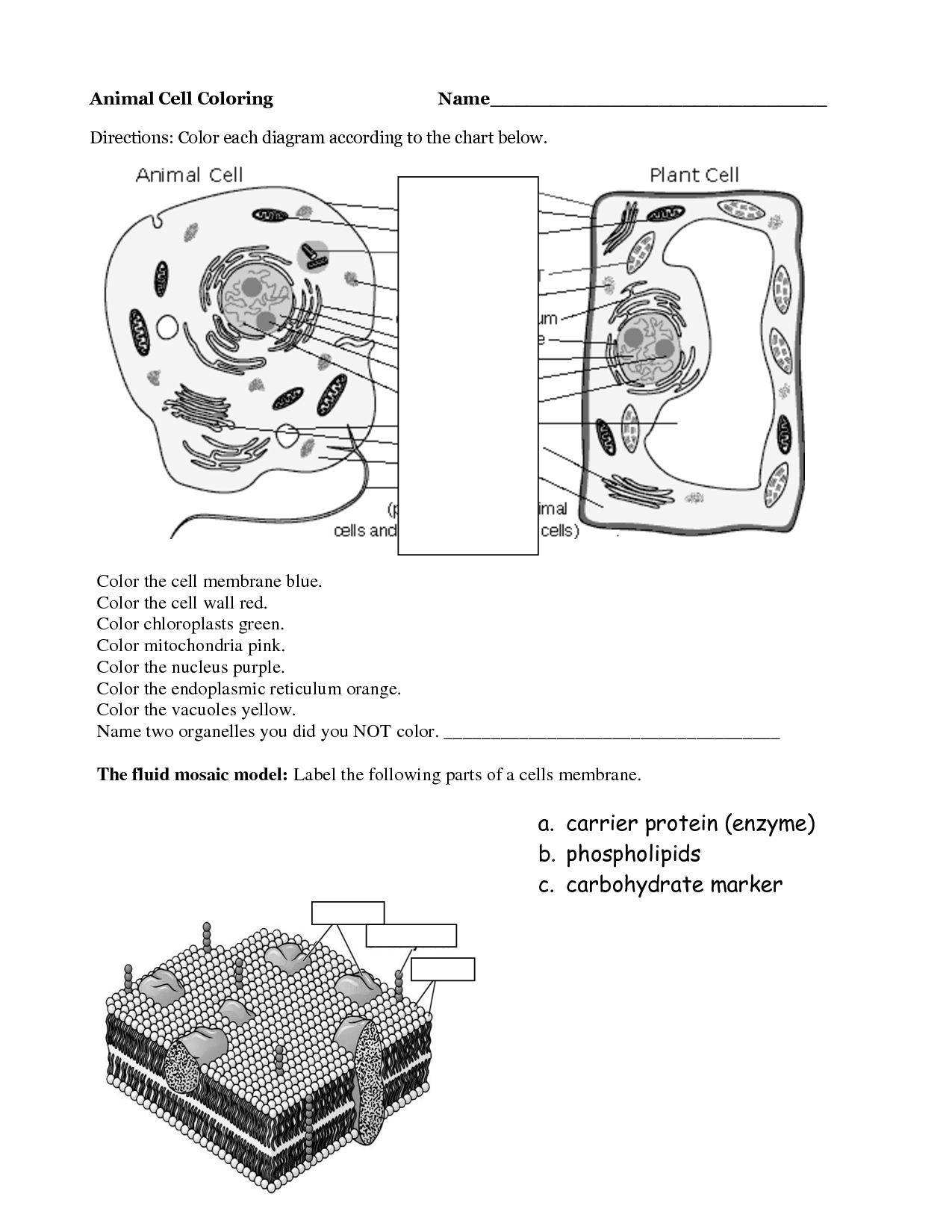 13-parts-of-a-plant-cell-worksheet-worksheeto