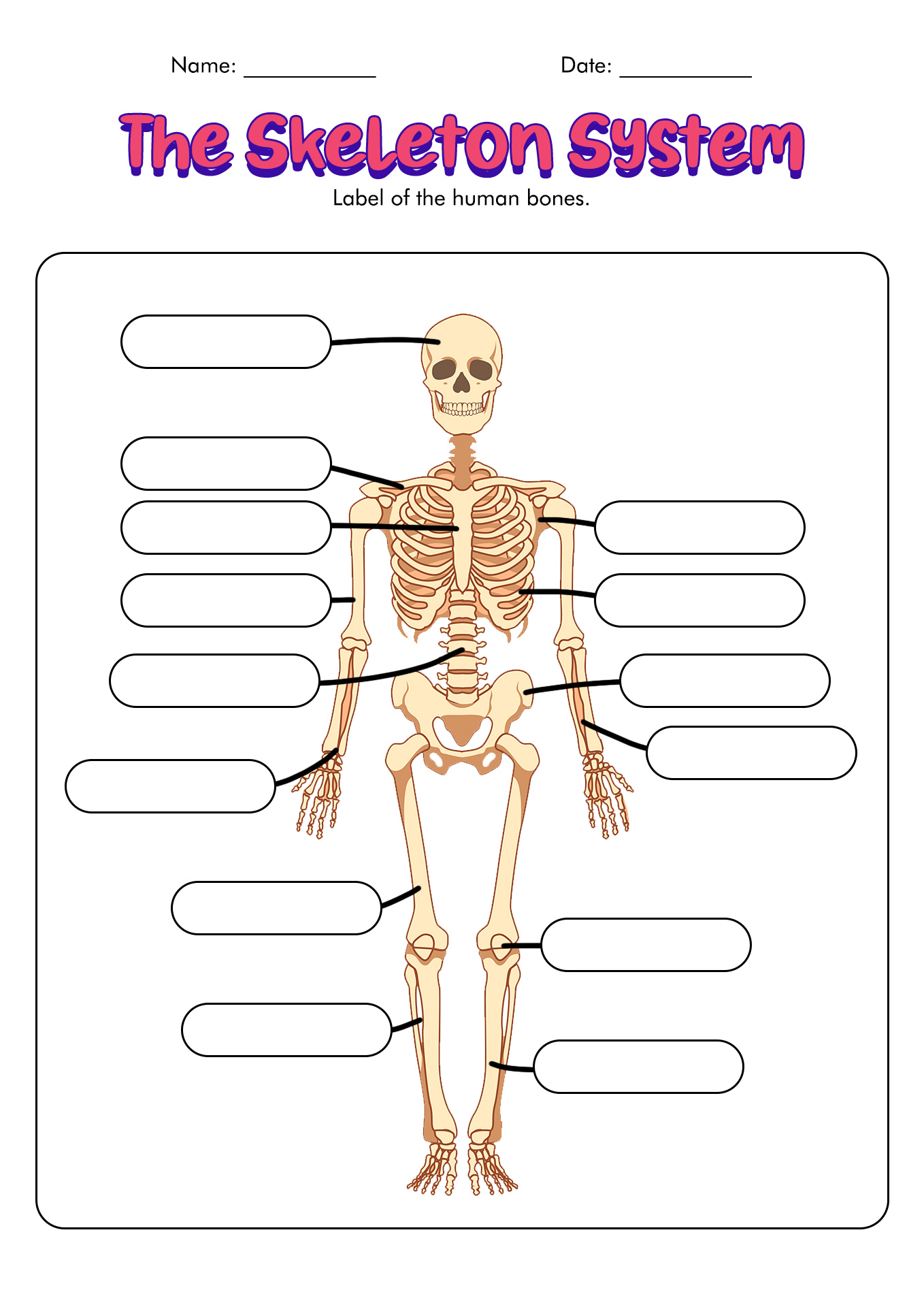 Skeletal System Worksheet Human Body