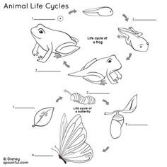 Animal Life Cycles Worksheet Image