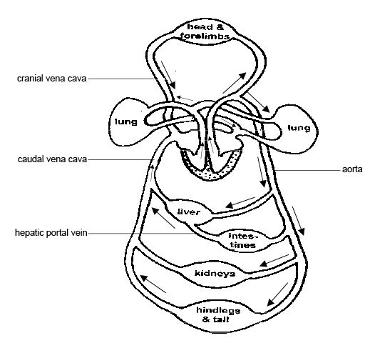 Blank Circulatory System Diagram Worksheet Image