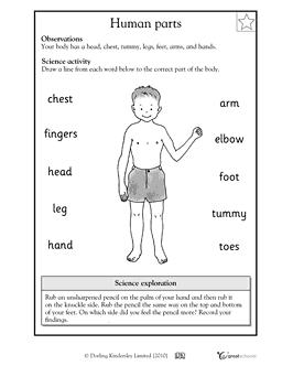 Body Parts Worksheet First Grade