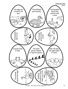 Chicken Life Cycle Worksheets Image