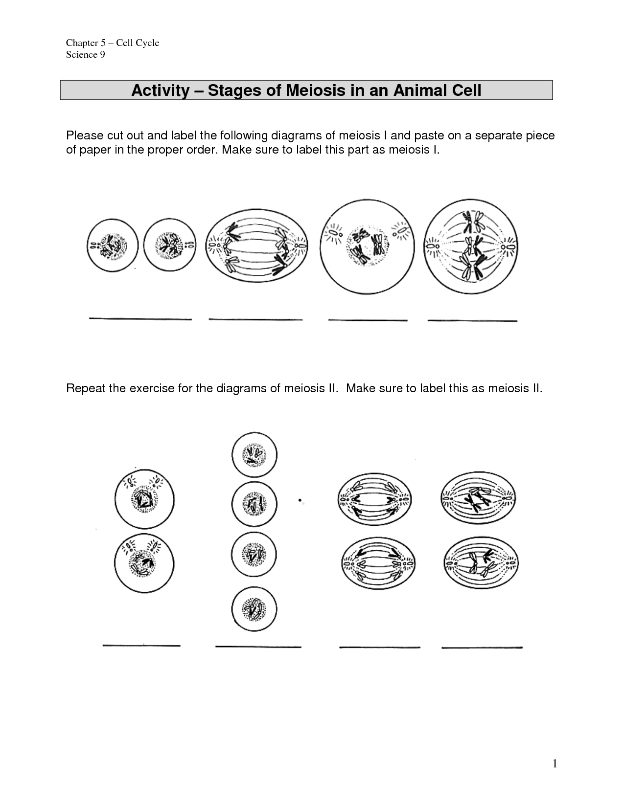 14 Diagram Mitosis Worksheet Answers