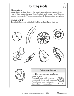 First Grade Science Worksheets