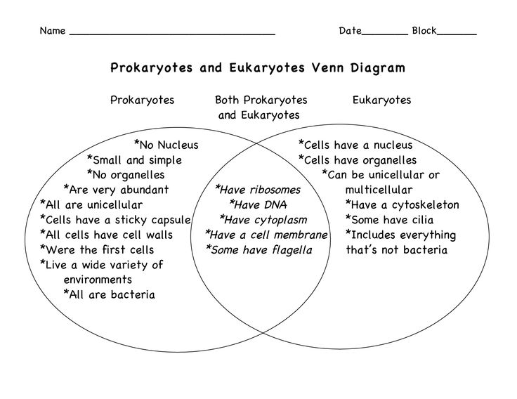 Prokaryotic and Eukaryotic Cells Venn Diagram Image