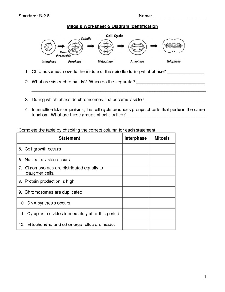 Diagram Mitosis Worksheet Answers