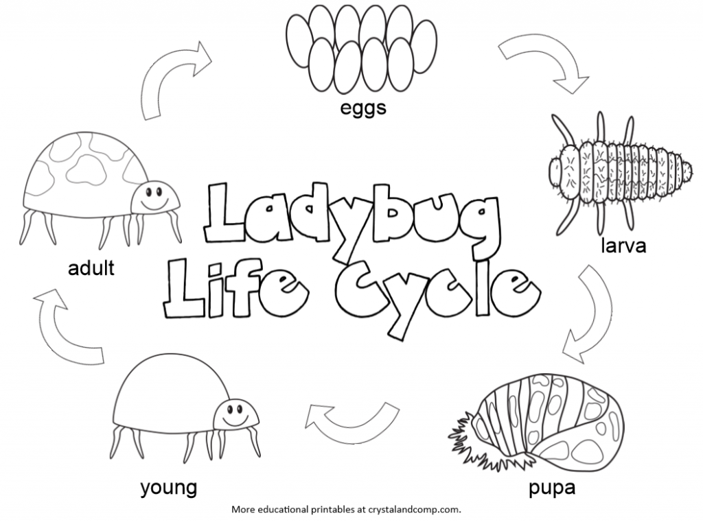 Ladybug Life Cycle Coloring Page Image