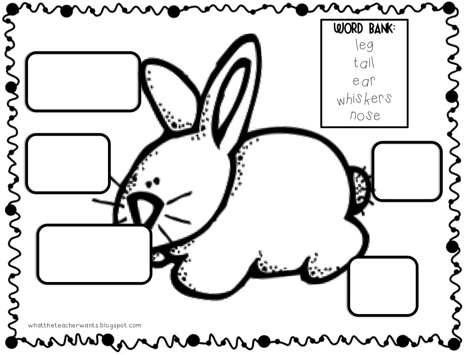 Rabbit Worksheets for Kindergarten Image