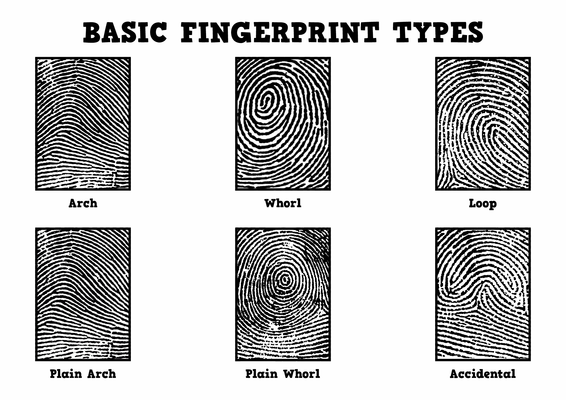 Basic Types of Fingerprint Patterns Image