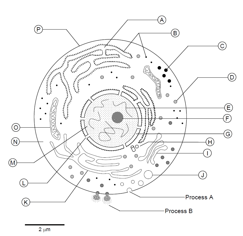 Cell Diagram Worksheet Image