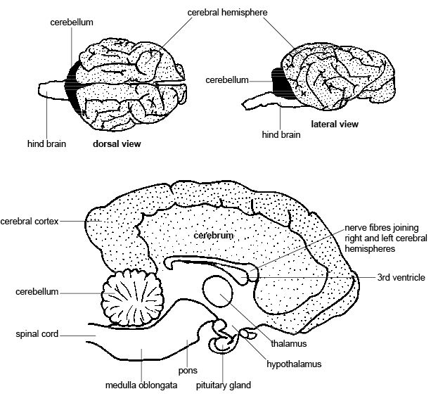 Dog Brain Anatomy Diagram Image