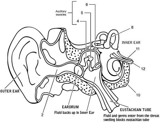 Ear Anatomy Diagram Worksheet Image