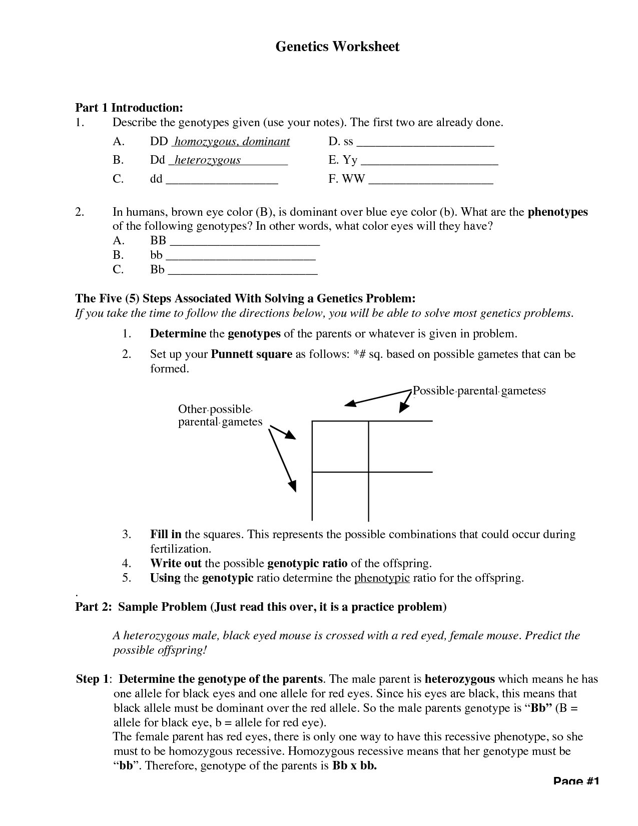 genetics worksheet with answers