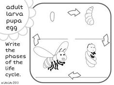 Honey Bee Life Cycle Worksheet Image