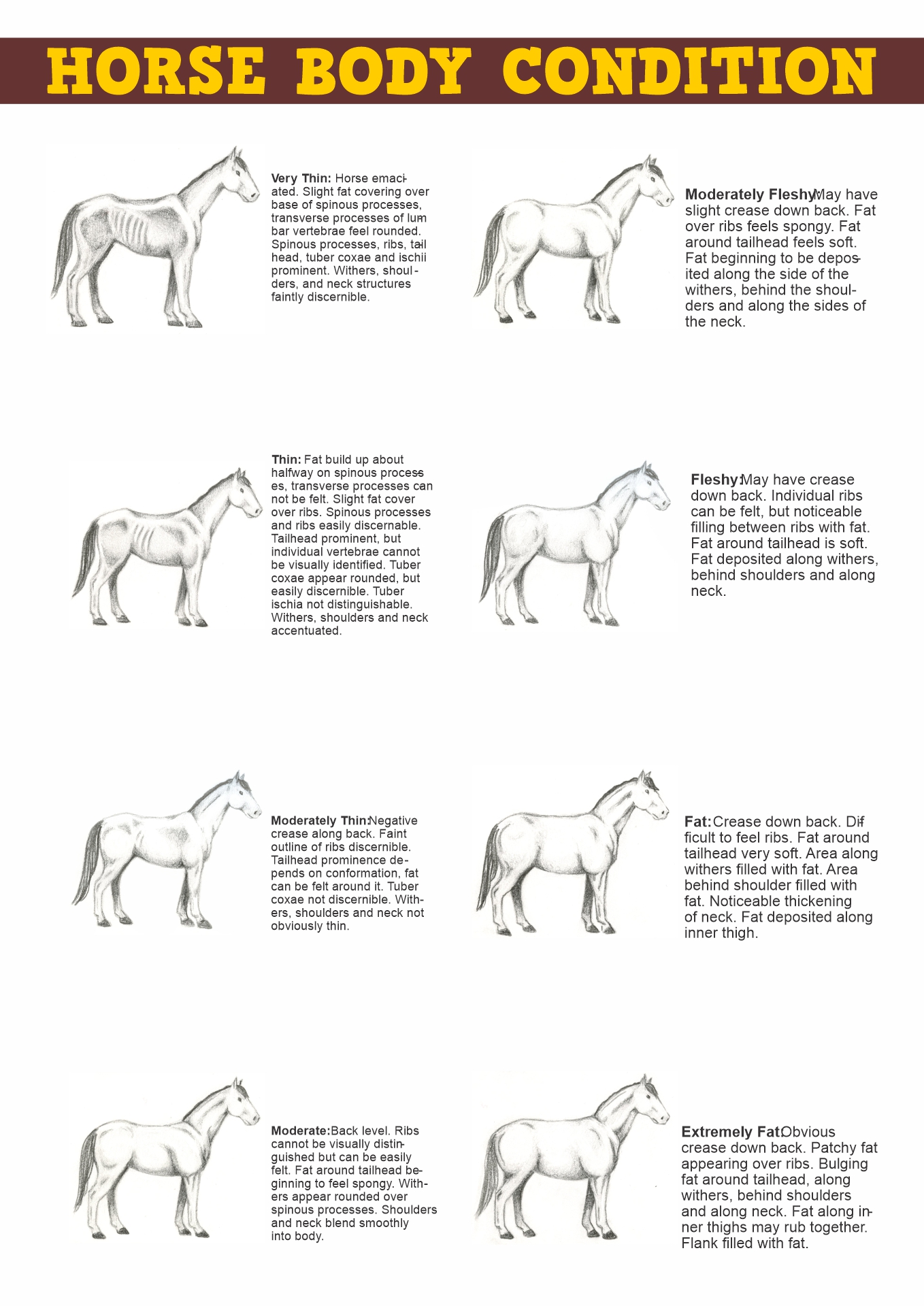 Horse Body Condition Score Chart
