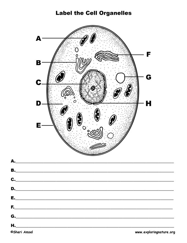 Label Animal Cell Diagram Image