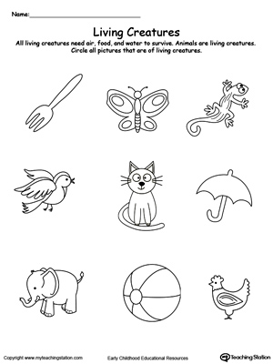 Plants and Animals Worksheet Kindergarten Image