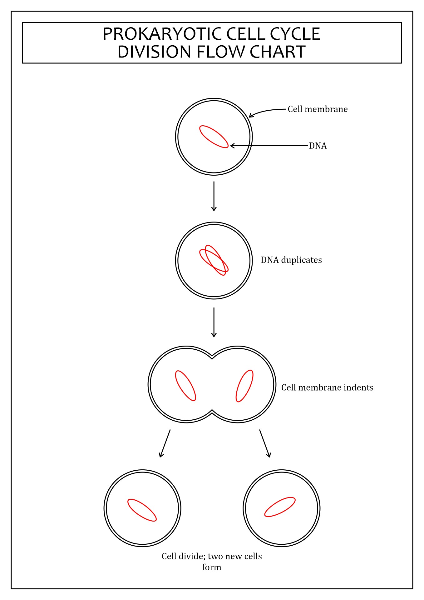 Prokaryotic Cell Division Flow Chart