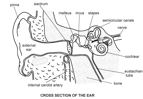 Simple Ear Diagram Labeled Image