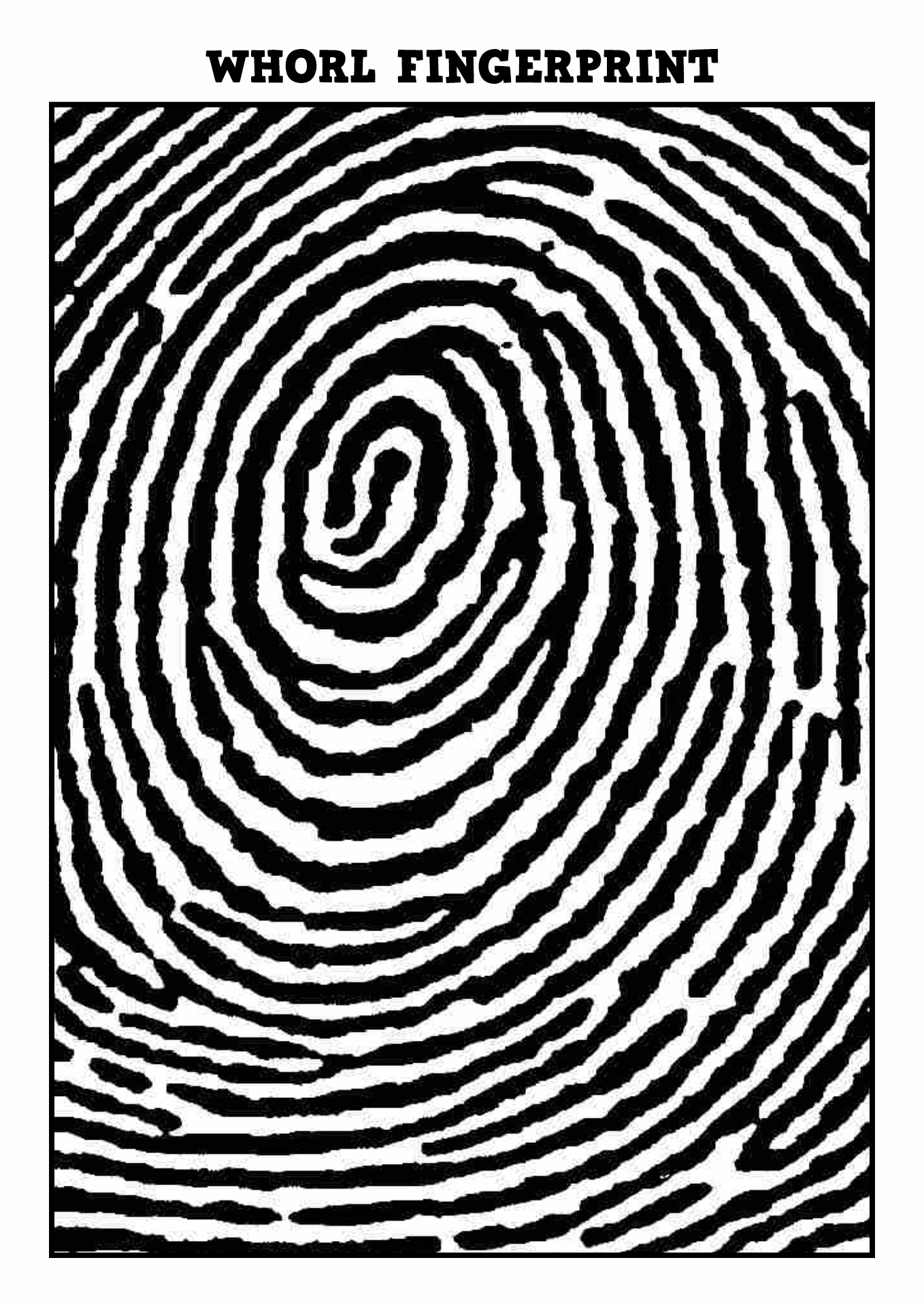 Whorl Fingerprint Image