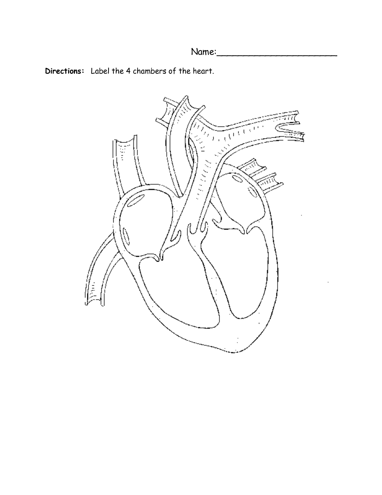 Structure Of The Heart Worksheets