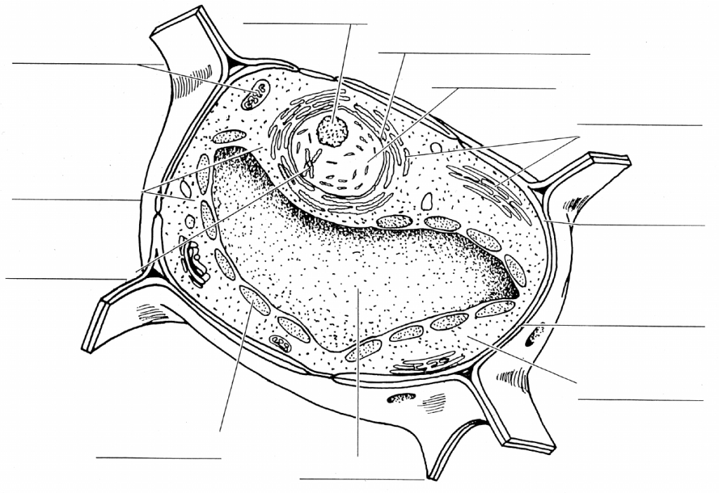 Blank Plant Cell Diagram Image