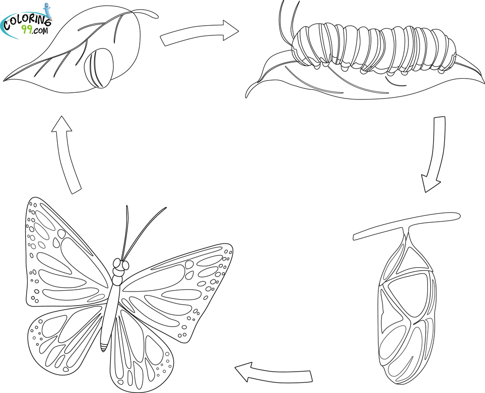 Butterfly Life Cycle Coloring Pages Image