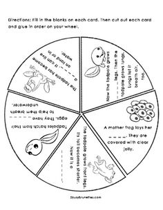 Frog Life Cycle Wheel Image