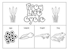 Frog Life Cycle Worksheets Image