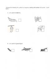 Grasshopper Life Cycle Worksheet Image