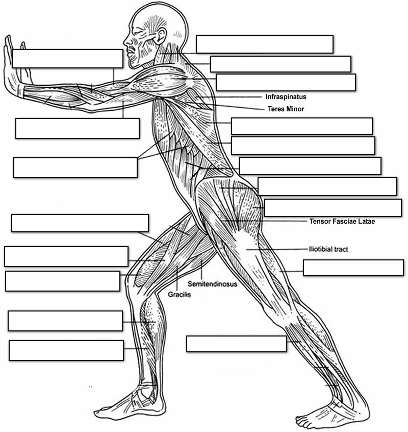 16-muscle-labeling-worksheet-high-school-worksheeto