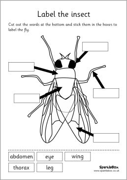Label Insect Body Parts Worksheet Image