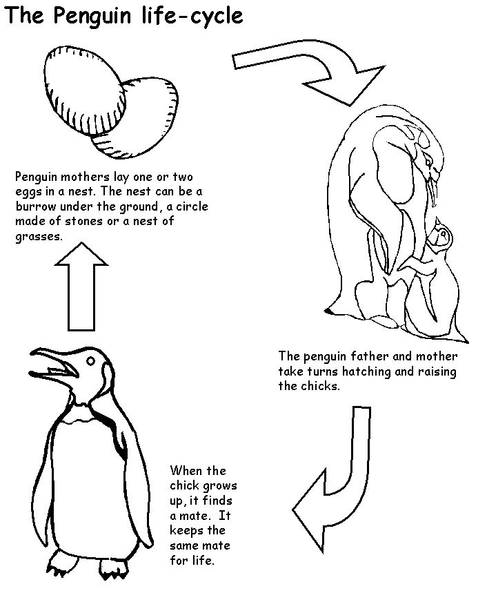 Penguin Life Cycle Printable Image