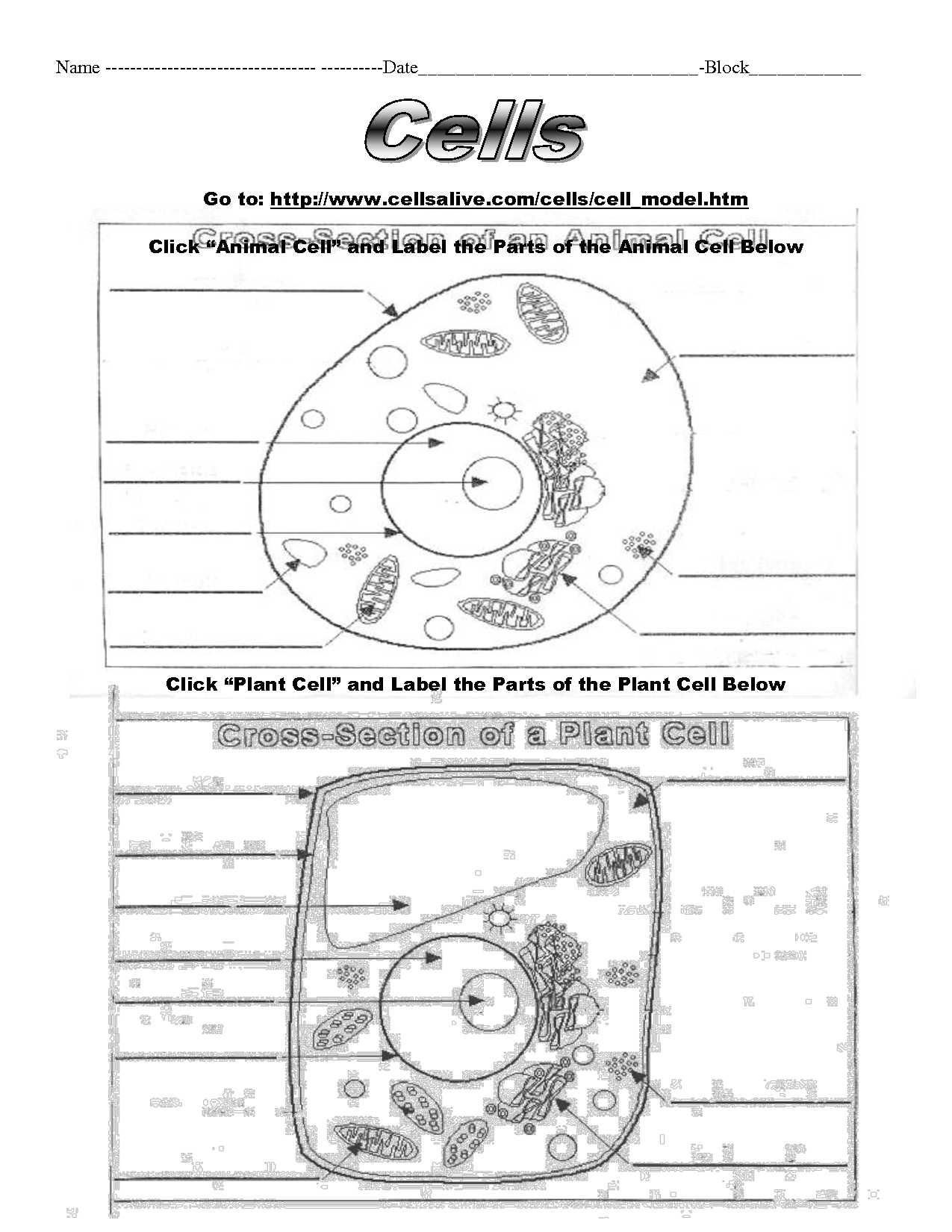 Plant and Animal Cell Labeling Worksheet Image