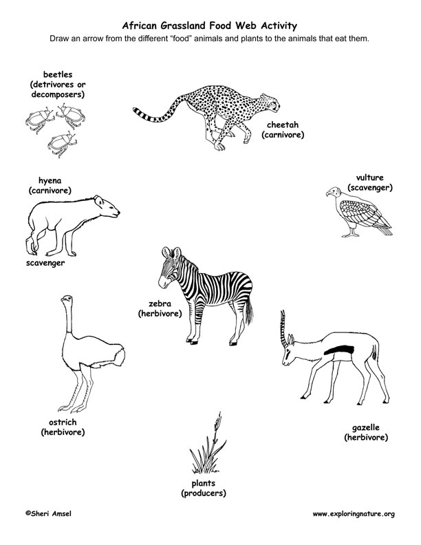 11 Animal Food Web Worksheets /