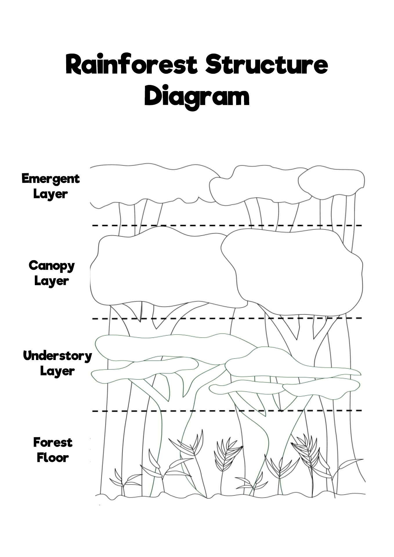 Rainforest Structure Diagram