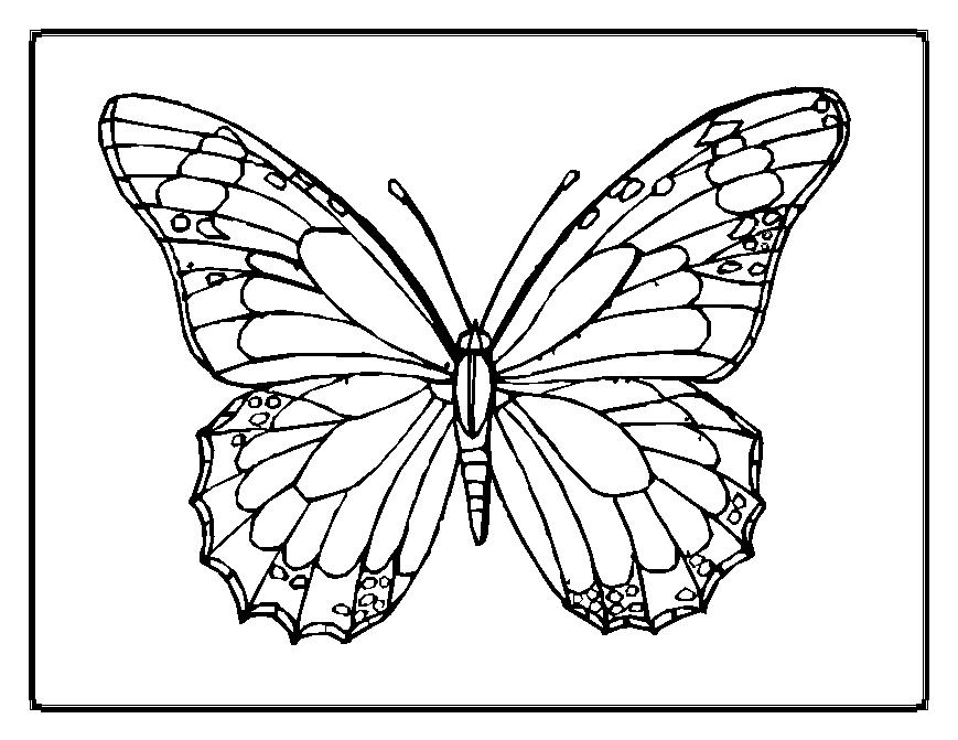 Butterflies Coloring Page Image