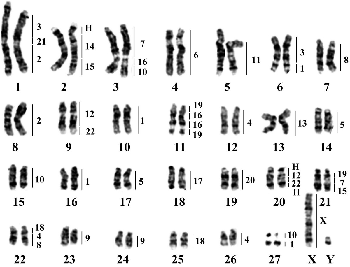 Section 14 2 human chromosomes answer key pdf. 