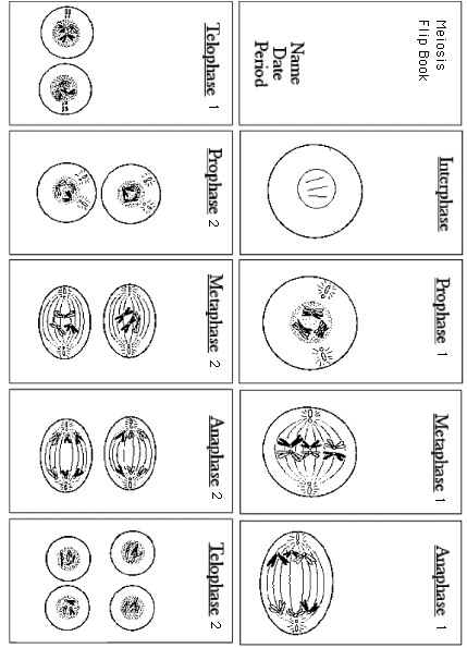 16-steps-of-meiosis-worksheet-answers-worksheeto