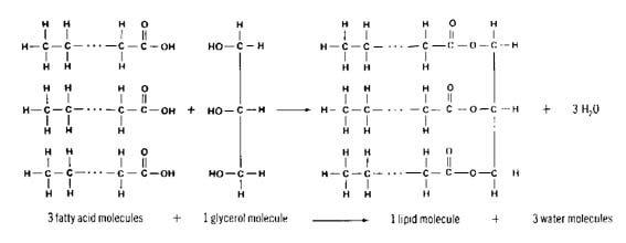 Dehydration Synthesis Glycerol 3 Fatty Acids Image
