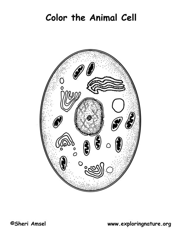 Animal Cell Coloring Page Image