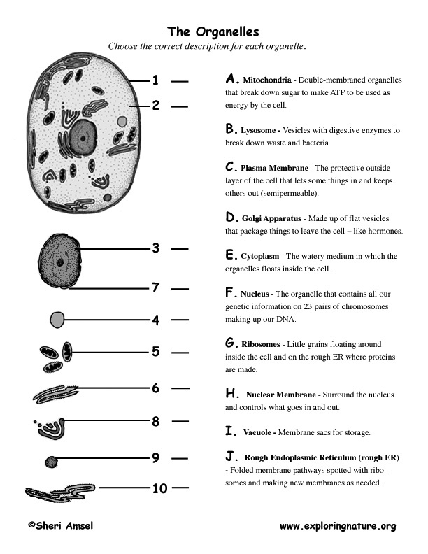 Cell Organelles and Functions Image