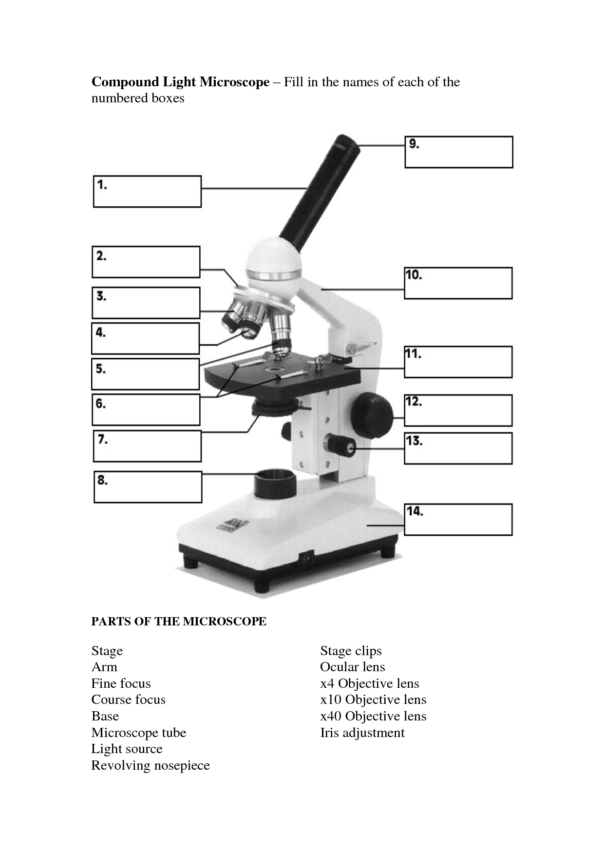 compound microscope assignment