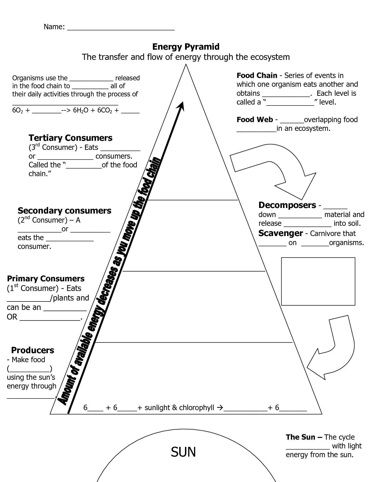 Ecosystem Organization Pyramid Worksheet Image